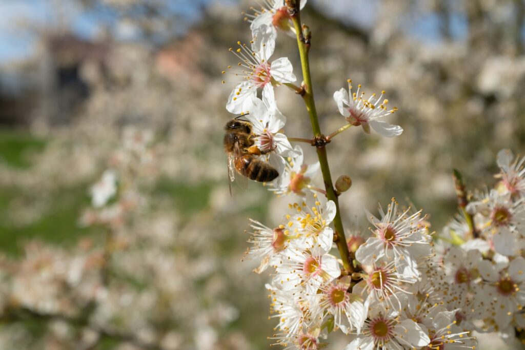 Current image: black and brown bee on white flower